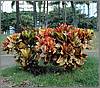 Tropical Plant in Paradise Tropical Plant in Paradise